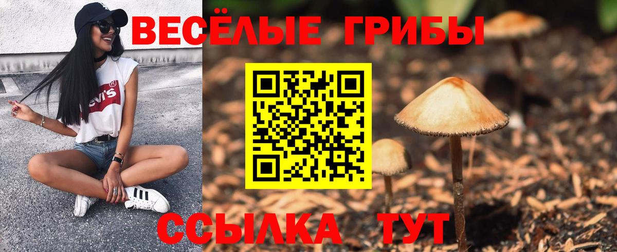 Галлюциногенные грибы Psilocybe Чайковский